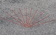 32275-162792c74a-32275.gif Sapim D-Light Speiche Rot 4-fach konifiziert 2,0/1,8/1,65/2,0 mm - Produktbild - 1