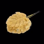 goldenes-schildkroetenblatt.jpg
