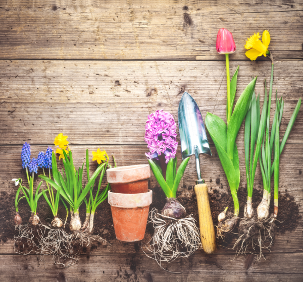 Blumenzwiebeln fertig zum Einplanzen
