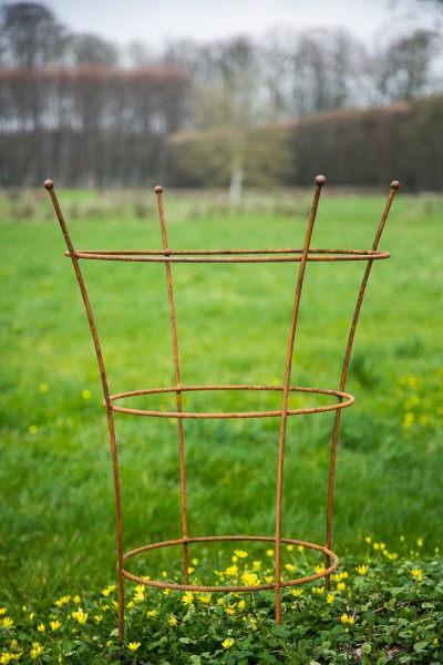 Staudenhalter Thorben Rost, groß
