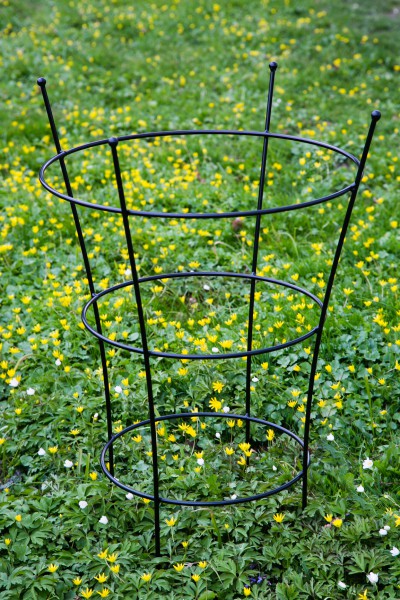 Staudenhalter Thorben Schwarz, groß