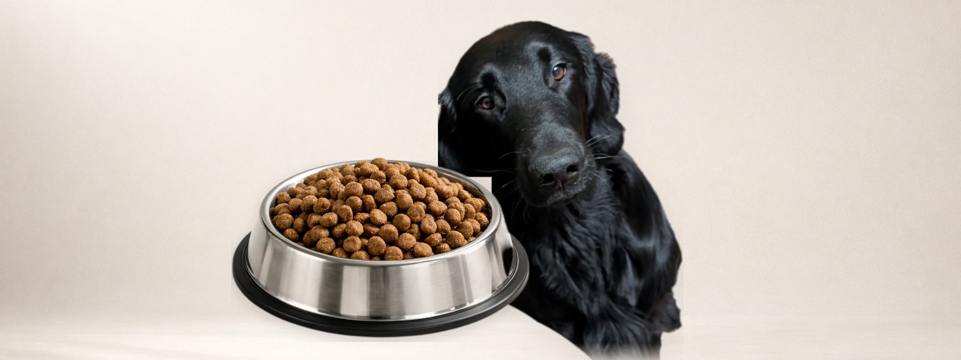 Ein Flat-Coated Retriever vor einem ruhigen beigefarbenen Studiohintergrund
