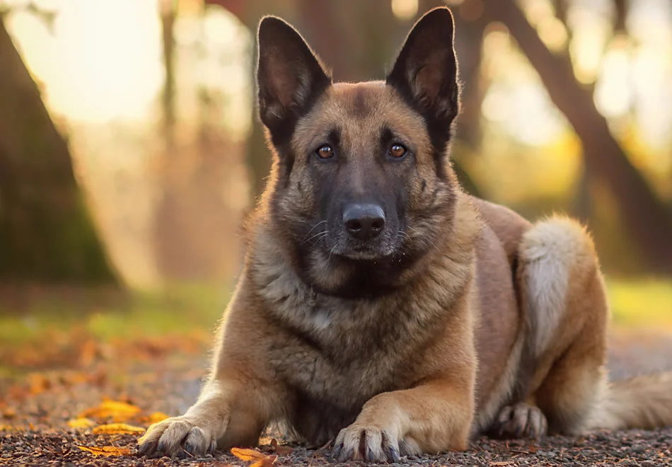 Schäferhund im Waldlicht, THE GOODSTUFF