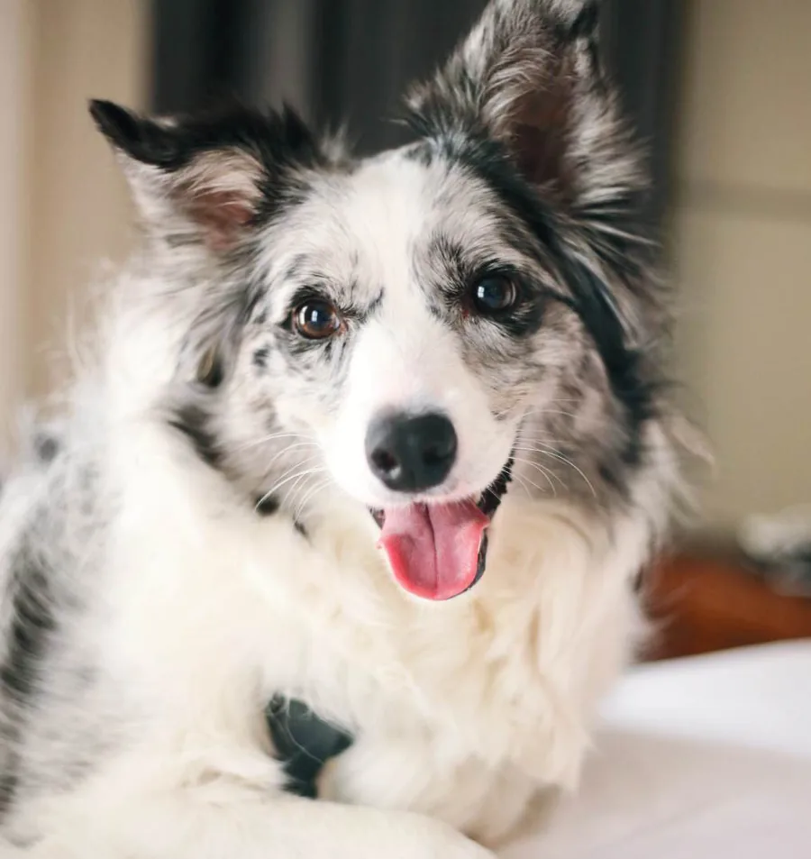 Border Collie lächelt in die Kamera