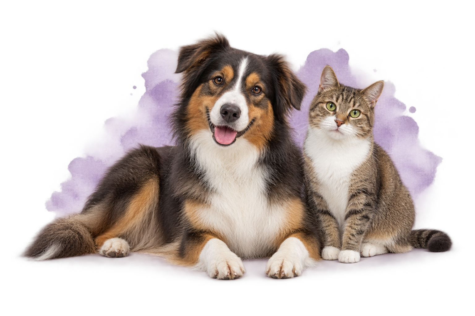Hund und Katze – Pettys Familienbetrieb aus dem Marchfeld