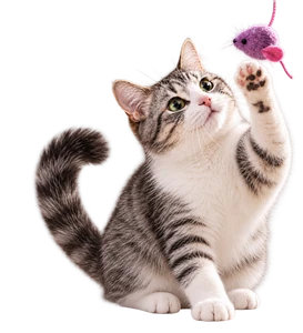 Grau-wei&szlig;e Katze spielt mit lila Spielmaus