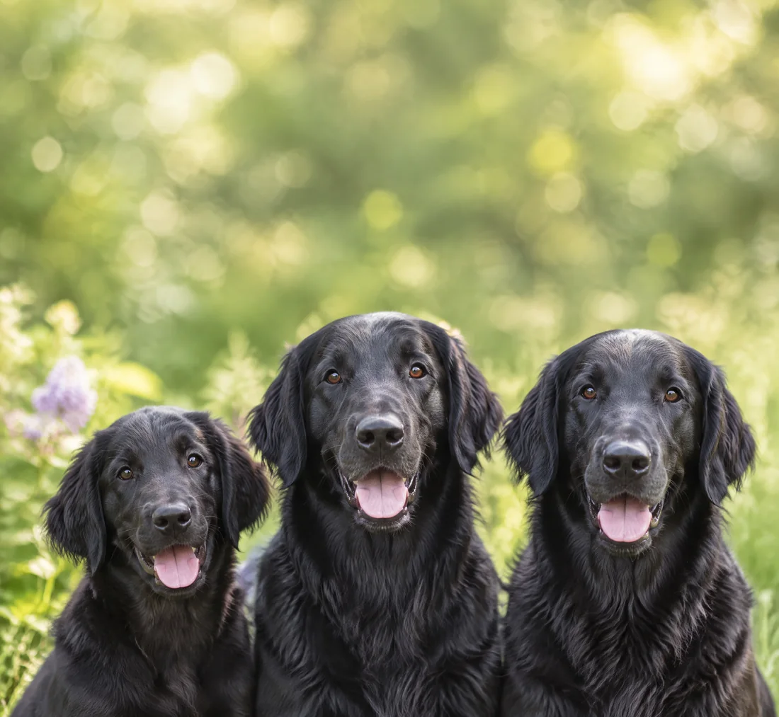 Drei schwarze Flat-Coated Retriever sitzen nebeneinander im sonnigen Garten