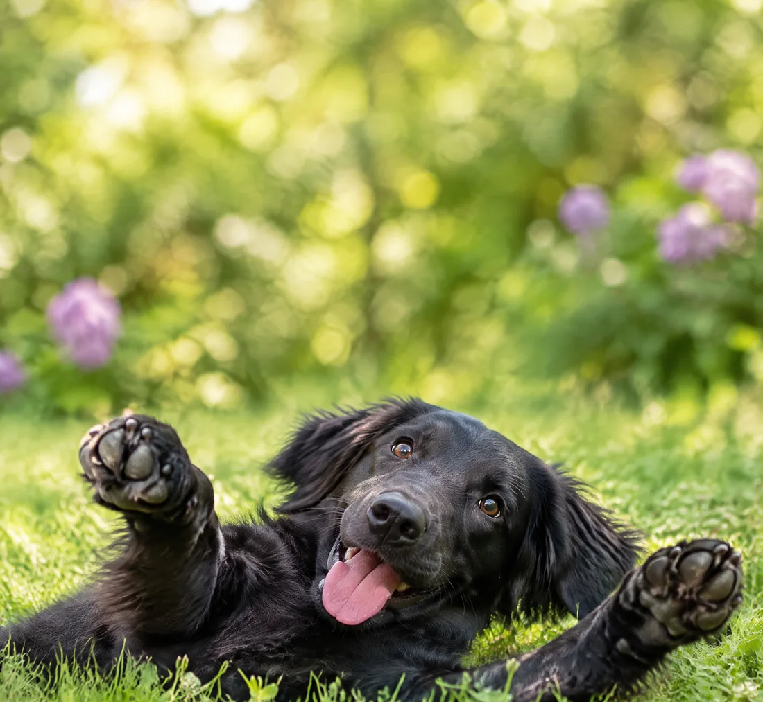 Junger schwarzer Flat-Coated Retriever liegt verspielt auf dem Rücken im Gras und streckt die Pfoten aus