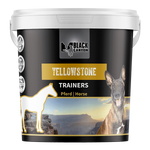 Black Canyon Trainers Yellowstone Pferd
