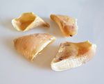 Kalbshufe-LAMDA-79537.jpg