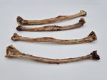 Straussen-Fluegelknochen-LAMDA-79645.jpg