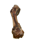 Mammutknochen-LAMDA-79789.png