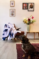 eine helllila-farbene Kuscheldecke mit dem dunkelblauen Motiv von verschiedenen Hundebesitzern mit deren Hunden zum Teil an der Leine liegend auf einem Sessel im Vordergrund ein Dackel