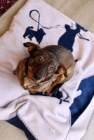 von oben ein Dackel sitzend auf einer helllila-farbenen Kuscheldecke mit dem dunkelblauen Motiv von verschiedenen Hundebesitzern mit deren Hunden zum Teil an der Leine
