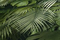 profhome-tapete-wallpaper-detail-372802-GU.jpg
