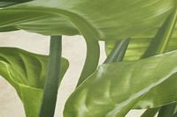 profhome-tapete-wallpaper-detail-378623-GU.jpg