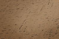 profhome-tapete-wallpaper-detail-379045-GU.jpg