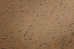 profhome-tapete-wallpaper-detail-379045-GU.jpg profhome-tapete-wallpaper-detail-379045-GU.jpg