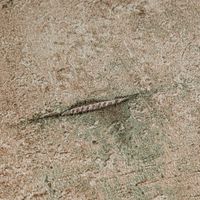 profhome-tapete-wallpaper-detail-790854-GU.jpg