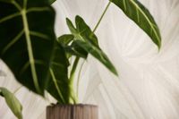 profhome-tapete-wallpaper-int2-786554-GU.jpg