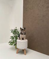 wallface-29289-int1.jpg