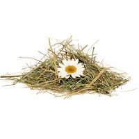 alpine-white-daisy-int.jpg