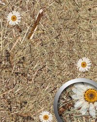 wandverkleidung-wallface-wandpaneel-alpine-white-daisy.jpg wandverkleidung-wallface-wandpaneel-alpine-white-daisy.jpg