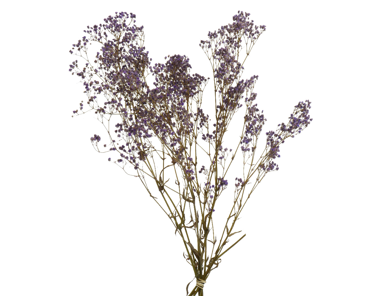 Trockenblumen Strauß Schleierkraut 50cm lila 1 Bund