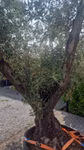 43210_6.jpeg