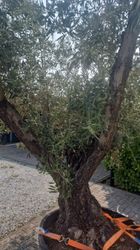 43210_6.jpeg 43210_6.jpeg