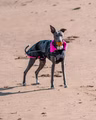 24337---3.jpg