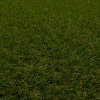 Star-Rasen-25-E-04.jpg