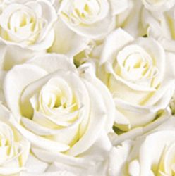 29661-720-Dunisoft---Servietten-40-x-40-cm-White-Dreams_1.jpg 29661-720-Dunisoft---Servietten-40-x-40-cm-White-Dreams_1.jpg