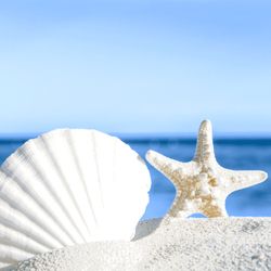 29769-240-Duni-Tissue-Servietten-33-x-33-cm-Shells-by-the-sea-3-lagig.jpg 29769-240-Duni-Tissue-Servietten-33-x-33-cm-Shells-by-the-sea-3-lagig.jpg