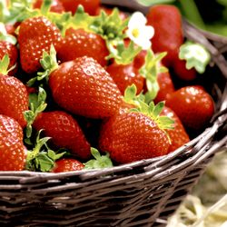 29797-240-Duni-Tissue-Servietten-33-x-33-cm-Strawberries-3-lagig.jpg 29797-240-Duni-Tissue-Servietten-33-x-33-cm-Strawberries-3-lagig.jpg