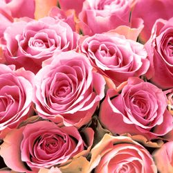 29801-240-Duni-Tissue-Servietten-33-x-33-cm-Pink-Roses-3-lagig.jpg 29801-240-Duni-Tissue-Servietten-33-x-33-cm-Pink-Roses-3-lagig.jpg