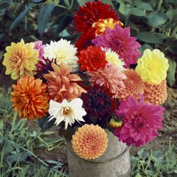 29882-240-Duni-Tissue-Servietten-33-x-33-cm-Floral-Magic-3-lagig.jpg 29882-240-Duni-Tissue-Servietten-33-x-33-cm-Floral-Magic-3-lagig.jpg
