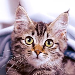 29912-240-Duni-Tissue-Servietten-33-x-33-cm-Cute-Kitten-3-lagig.jpg 29912-240-Duni-Tissue-Servietten-33-x-33-cm-Cute-Kitten-3-lagig.jpg