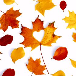 207451.jpg 47110-240x-PAPER---DESIGN-Tissue-Serviette-33-x-33-cm-Autumn-Love-3-lagig.jpg