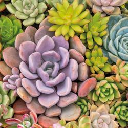 209956.jpg 47137-240x-PAPER---DESIGN-Tissue-Serviette-33-x-33-cm-Succulents-3-lagig.jpg
