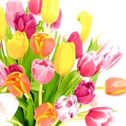 204871.jpg 47152-240x-PAPER---DESIGN-Tissue-Serviette-33-x-33-cm-Beautiful-Tulips-3-lagig.jpg