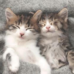 206183.jpg 47200-240x-PAPER---DESIGN-Tissue-Serviette-33-x-33-cm-Sleepy-Cats-3-lagig.jpg