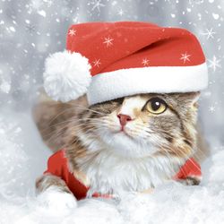 207491.jpg 47219-240x-PAPER---DESIGN-Tissue-Serviette-33-x-33-cm-Kitten-Christmas-3-lagig.jpg
