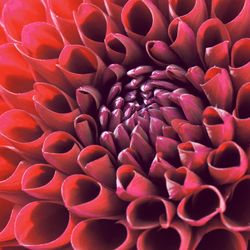 203411.jpg 47252-240x-PAPER---DESIGN-Tissue-Serviette-33-x-33-cm-Dahlia-Delight-3-lagig.jpg