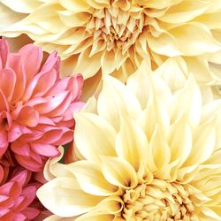 206184.jpg 47276-240x-PAPER---DESIGN-Tissue-Serviette-33-x-33-cm-Soft-Dahlias-3-lagig.jpg