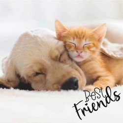206148.jpg 47312-240x-PAPER---DESIGN-Tissue-Serviette-33-x-33-cm-Dog-und-Cat-3-lagig.jpg