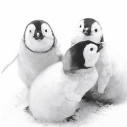 196138.jpg 47314-240x-PAPER---DESIGN-Tissue-Serviette-33-x-33-cm-Penguin-Friends-3-lagig.jpg