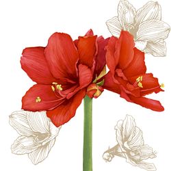 207507.jpg 47315-240x-PAPER---DESIGN-Tissue-Serviette-33-x-33-cm-Blossom-Red-3-lagig.jpg