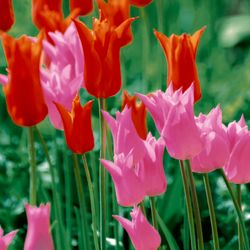 201065.jpg 47334-240x-PAPER---DESIGN-Tissue-Serviette-33-x-33-cm-Garden-Tulips-3-lagig.jpg