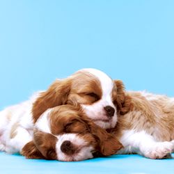 201877.jpg 47336-240x-PAPER---DESIGN-Tissue-Serviette-33-x-33-cm-Puppy-Love-3-lagig.jpg
